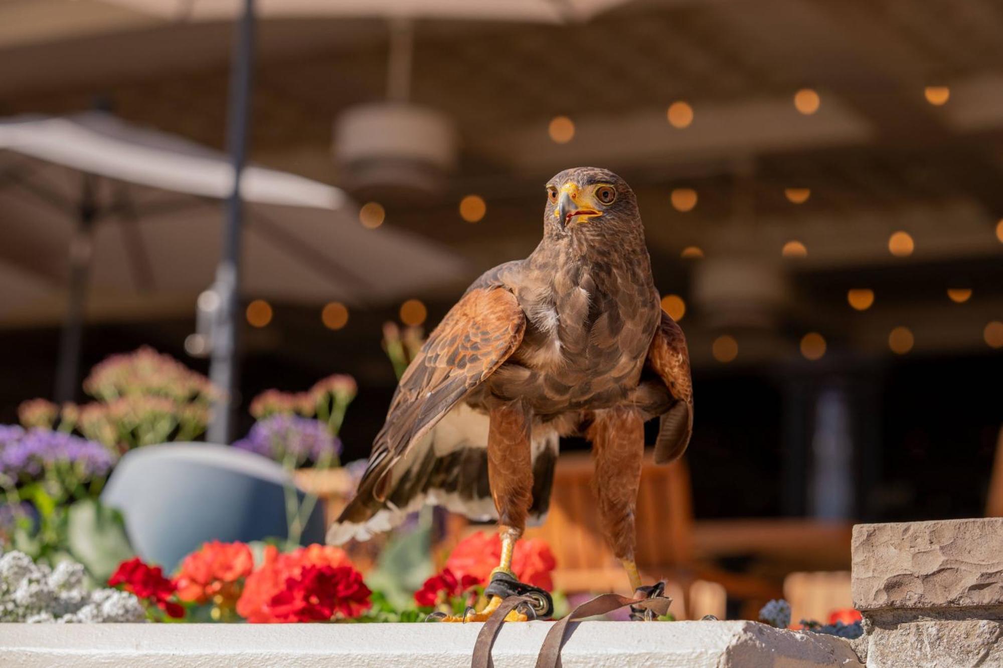 The Phoenician, A Luxury Collection Resort, Scottsdale Esterno foto